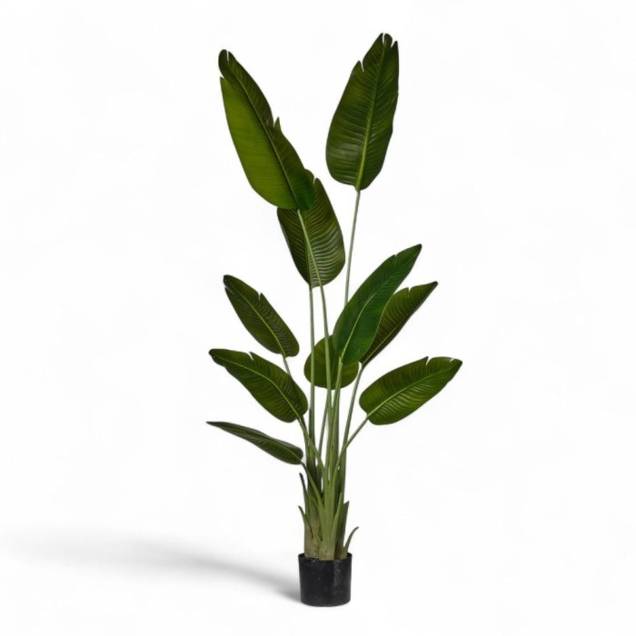 PIANTA STERLIZIA X3 IN VASO H180